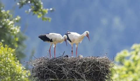 White storks nesting with eggs in Komancza, Poland Stock Photos