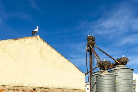 White storks nesting on historic chimney ruins overlooking a traditional Al.. Stock Photos