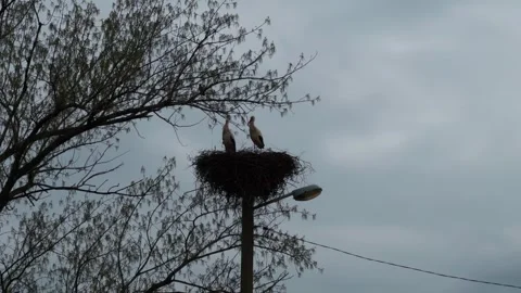 White Storks Nesting on Street Lamp Post Overcast Day Stock Footage 305316561