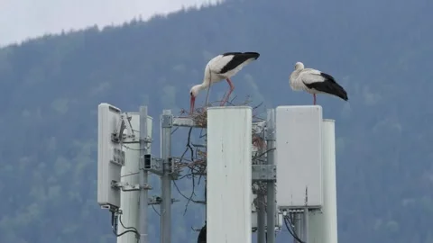 White Storks Nesting on Urban Communication Tower Video stock 328571485