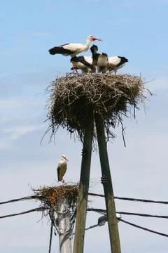 White storks in nests Stock Photos