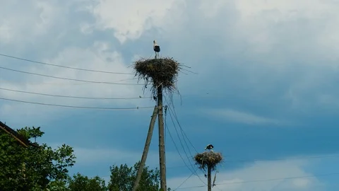 White storks in nests on power pillars in Armenian village agains stormy sky Stock Footage 94426865