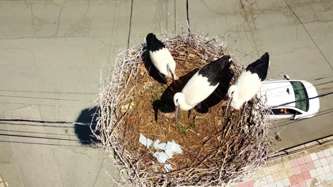 White storks pause to observe drone before feeding in nest, Bulgaria Stock Footage 338990109