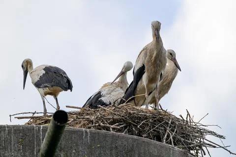 White storks perch atop a large nest. Feathers blend grey, white, and black Stock Photos
