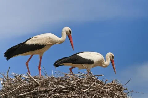 White storks Stock Photos