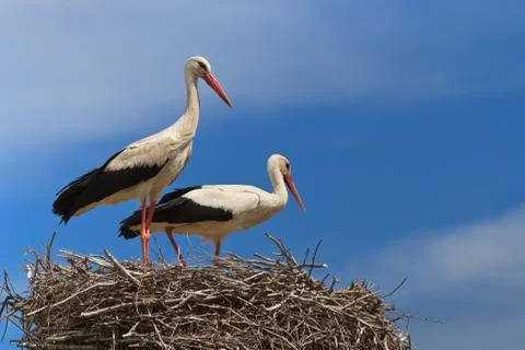 White storks Stock Photos