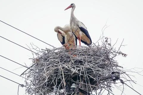 White storks in Poland Stock Photos
