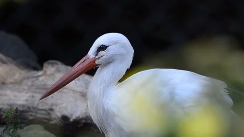 White storks portrait Stock Footage 93749449