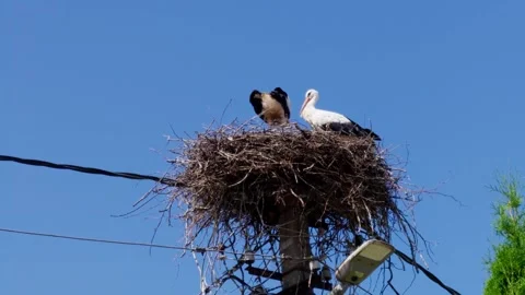 White storks preening feathers in nest on electricity pylon, wildlife Video stock 341392283