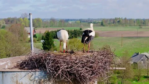 White Storks Prepare Their Nest And Settle On Eggs As A Pigeon Flies Into View Stock Footage 344007695