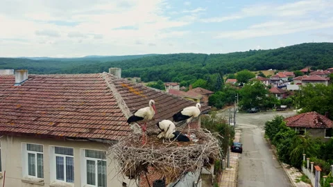 White storks resting in nest above Yasna Polyana village, Bulgaria Stock-Footage 338990998