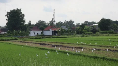 White storks in the rice fields Stock Footage 274498354