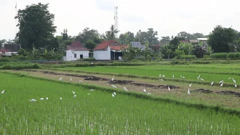White storks in the rice fields Stock Footage 274498355