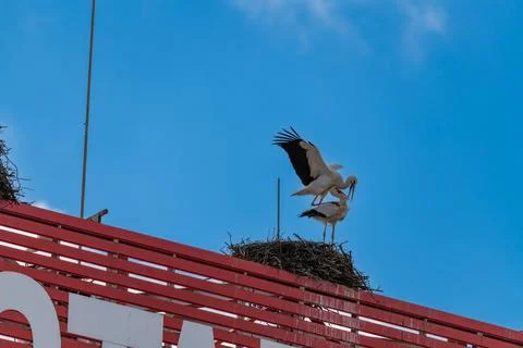 White storks on rooftop nest with clear blue sky Stock Photos