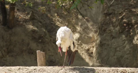 White Stork's Self-Scratching Moment Stock Footage 255837623