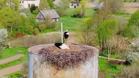 White Storks Share Nesting Duties During Egg Incubation In Peaceful Springtime Stock Footage 344007804