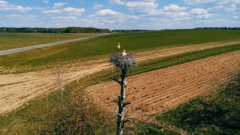 White storks sit in nest that is on tall tree, against a blue sky. Aerial Stock Footage 107373370