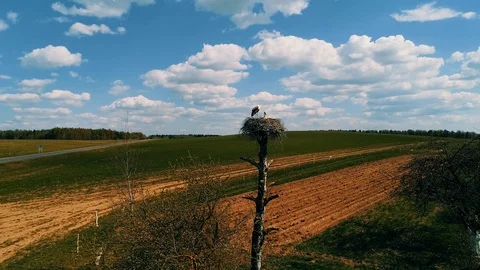 White storks sit in nest that is on tall tree, against a blue sky. Aerial Stock Footage 107974705
