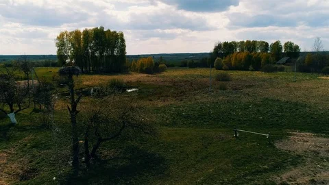White storks sit in nest that is on tall tree, against a blue sky. Aerial Stock Footage 107974844