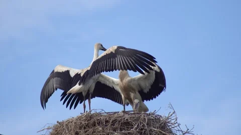 White Storks Spreading Wings in Nest Against Blue Sky Stock Footage 340469205