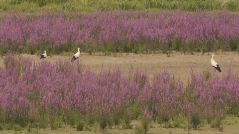White storks in springtime Stock Footage 101896858