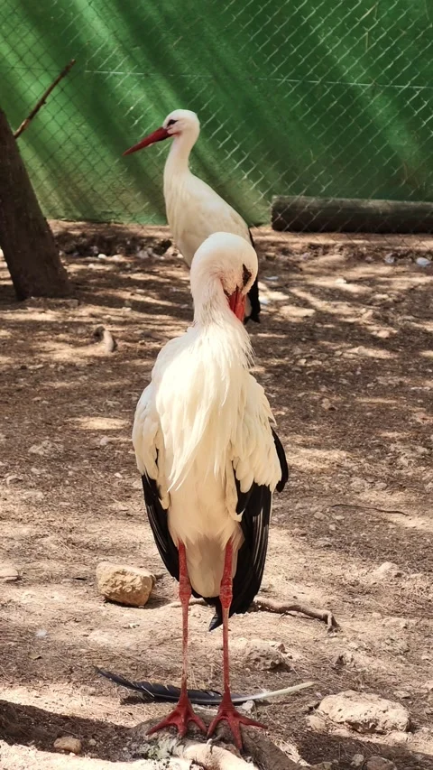 White storks standing and preening feathers in outdoor enclosure Stock Footage 346767363
