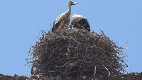 White storks standing in a large nest in Marrakech, Morocco. 스톡 동영상 337505605
