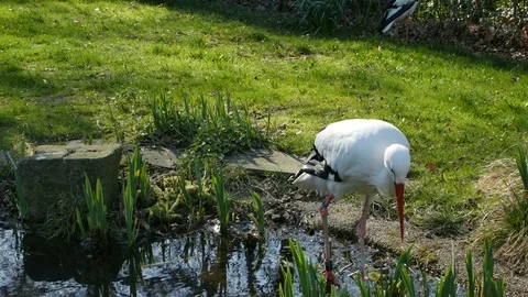 A white storks standing on pond Stock Footage 74227938