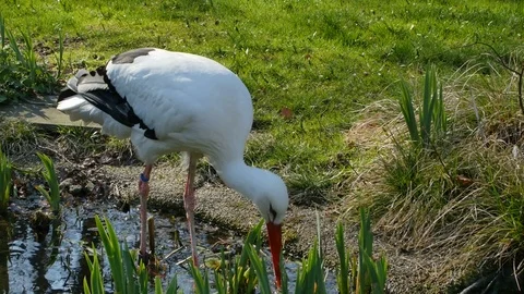 A white storks standing on pond Stock Footage 74230679