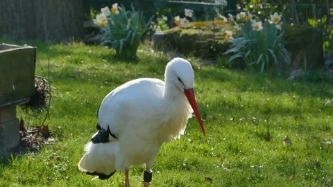 A white storks standing on pond Stock Footage 74232104