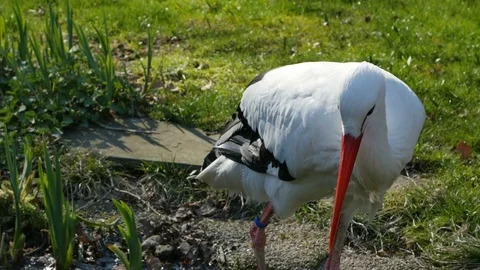 A white storks standing on pond Stock Footage 74232985