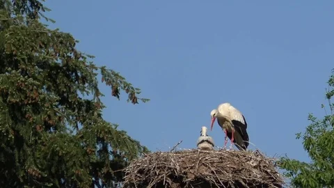 White storks, stork's nest. Father stork preening his storklet. Pooping storklet Video stock 76798836