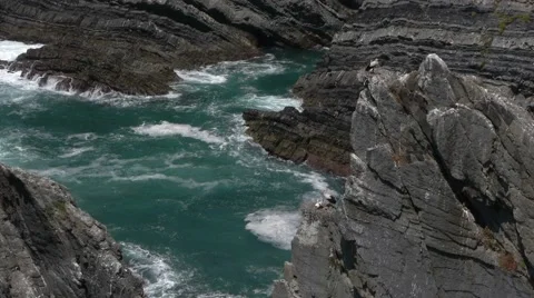 White storks in their nests Stock Footage 51327369