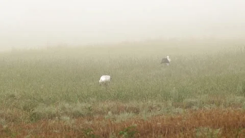 White Storks Walking on Field of Grain on Foggy Morning Stock Footage 138524382