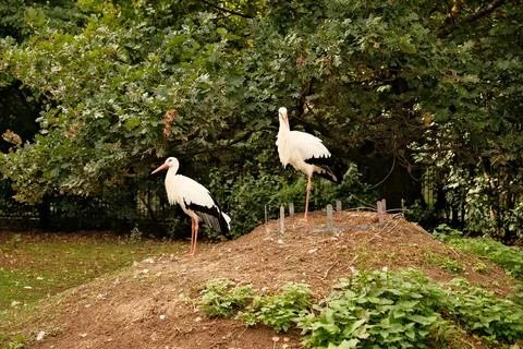 White storks in the wild Stock Photos