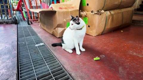 White Stray Cat with Black Markings Sitting in Bangkok Market Stockbeeldmateriaal 343626392