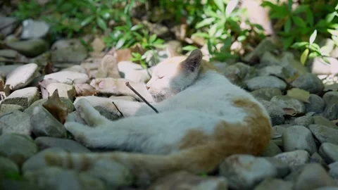 A White stray cat with brown spots attempts to take a nap with bright sun Stock Footage 346657496