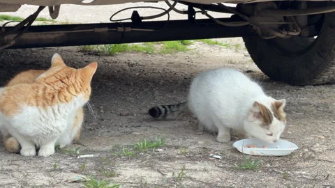 White Stray Cat Eats from Plate While Ginger Companion Watches Under Parked Car 库存影片 333185874