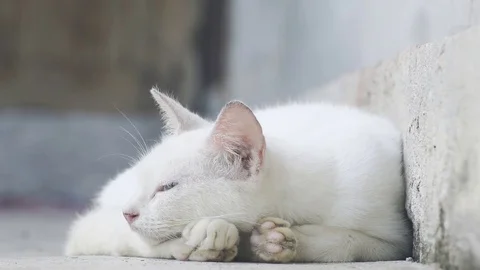 White Stray Cat Stock Footage 75021989