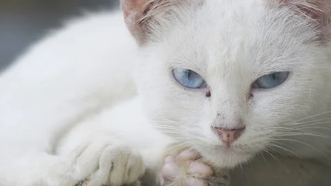 White Stray Cat Stock Footage 75022417