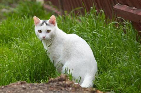 White stray cat on the grass Stock Photos