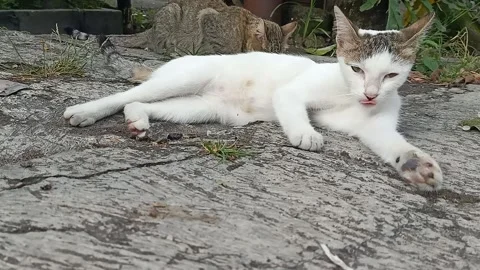White Stray Cat Grooming While Other Cats Eat and Rest in Background Stock Footage 327920059