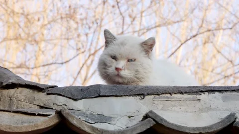 White stray cat looking at the eaves Stock Footage 264506184