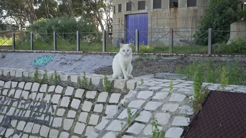 White stray cat on overgrown wall with abandoned industrial building Stock Footage 277207971