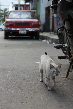 White Stray Cat passing by an old motorcycle with a red car in the background. Stock Photos