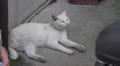 White Stray Cat Rest Laying Down On Pavement HD HD Footage