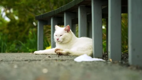 A White stray cat resting next to the park seats Stock Footage 332600265