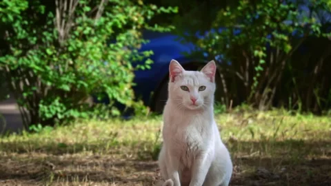 White Stray Cat Resting in the Sun Stock Footage 276682836