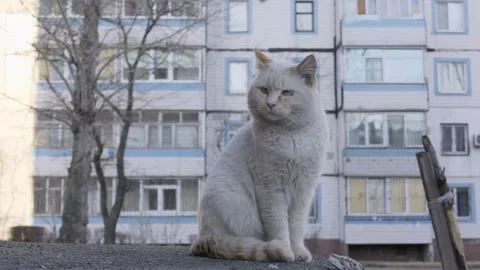 White Stray Cat Sitting And Walking Away Against Urban Apartment Building Stock Footage 330660357