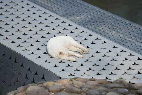 White stray cat sleeping on patterned metal bench outdoors Stock Photos